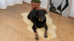 Langhaar-Schaffell "Lanado"